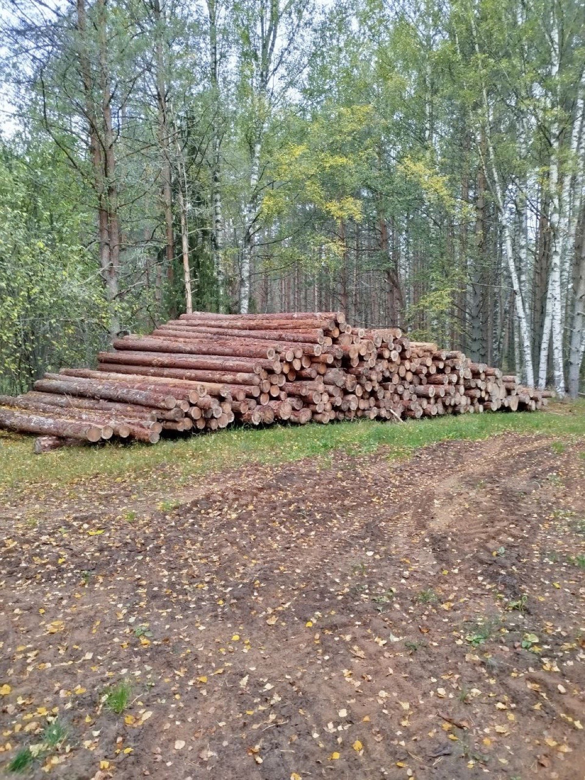 Roundwood — pine